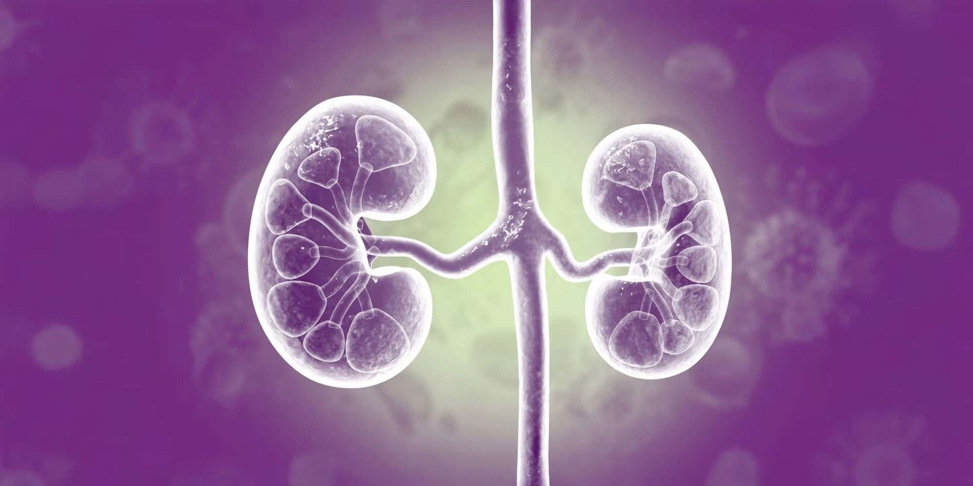 kidney banner