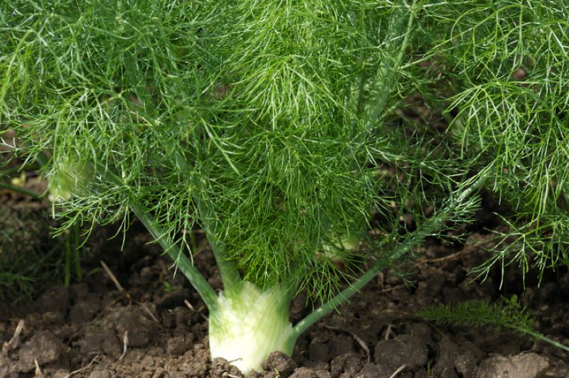 farm fresh fennel